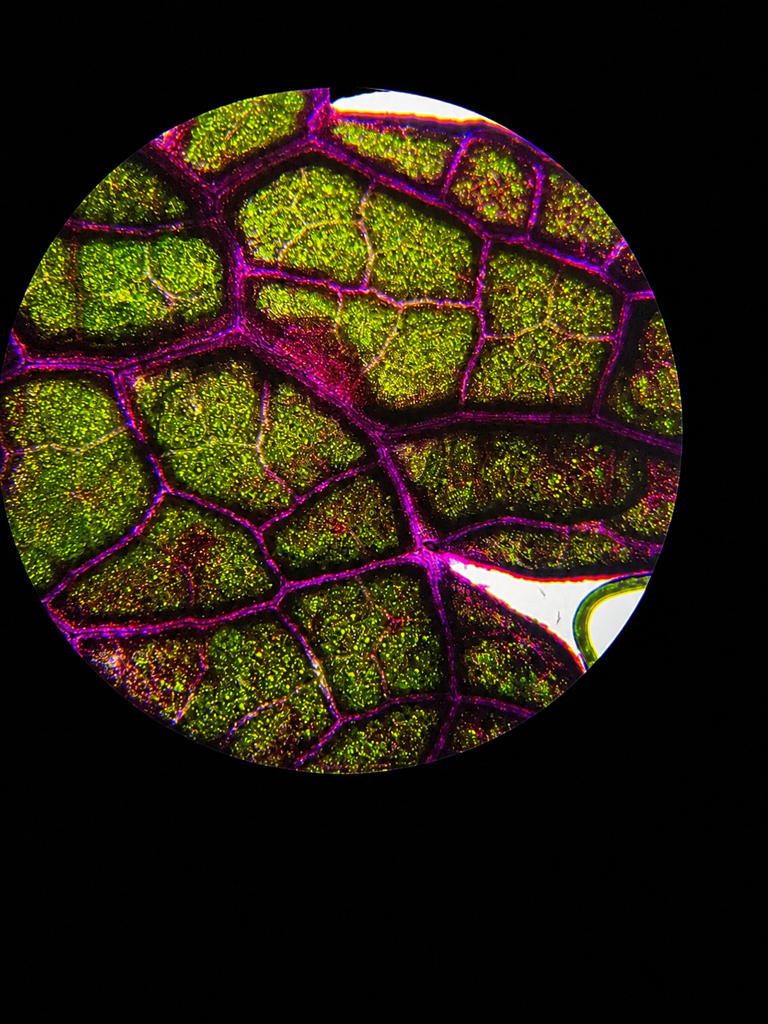 Rostlina pod mikroskopem