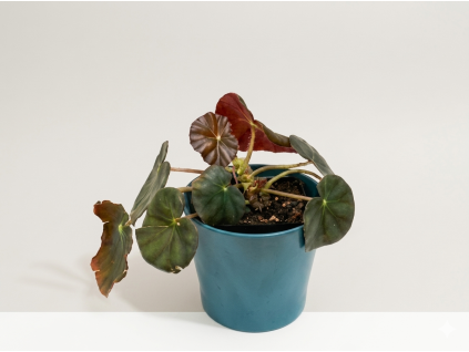 Begonia 'Erythrophylla