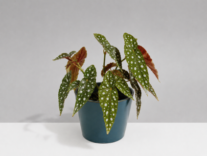 Begonia maculata