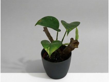 Epipremnum aureum