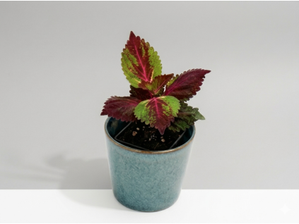 Coleus