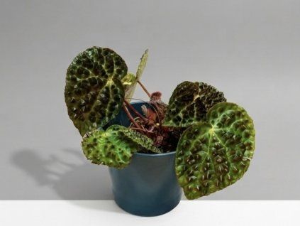 Begonia ferox
