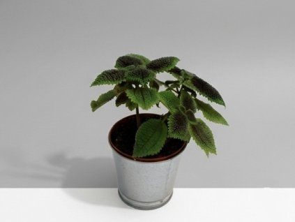 Pilea Moonvalley