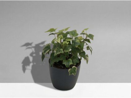 Hedera