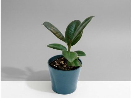 Ficus elastica Robusta