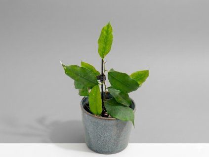 Ficus benjamina