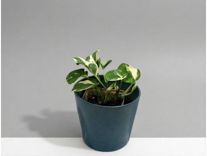 Epipremnum aureum 'N'Joy'