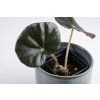 Begonia 'Erythrophylla