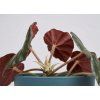 Begonia 'Erythrophylla