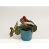 Begonia 'Erythrophylla