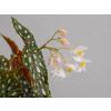 Begonia maculata