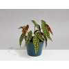 Begonia maculata