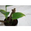 Epipremnum aureum