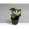 Epipremnum aureum