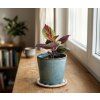 Coleus