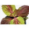 Coleus
