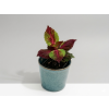Coleus