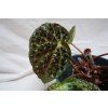 Begonia ferox
