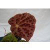 Begonia ferox