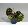 Begonia ferox