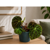 Begonia ferox