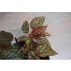 Begonia Cane