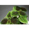 Pilea Moonvalley