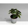 Pilea Moonvalley