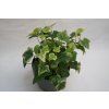 Hedera