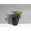 Hedera