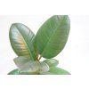 Ficus elastica Robusta