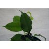 Ficus benjamina