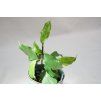 Ficus benjamina