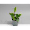 Ficus benjamina