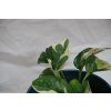 Epipremnum aureum 'N'Joy'