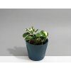 Epipremnum aureum 'N'Joy'