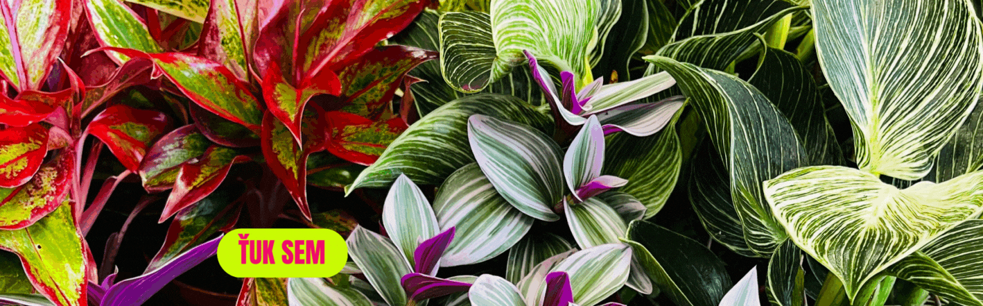 Široký výber rastlín nájdete u nás!