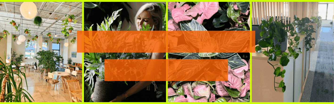 Zazelenáme vám kancelárie!