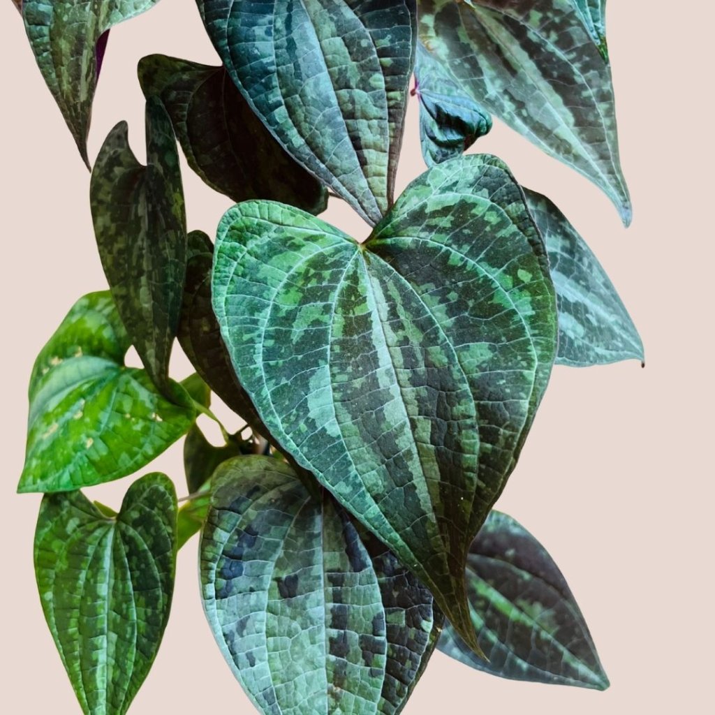 Dioscorea dodecaneura (discolor)