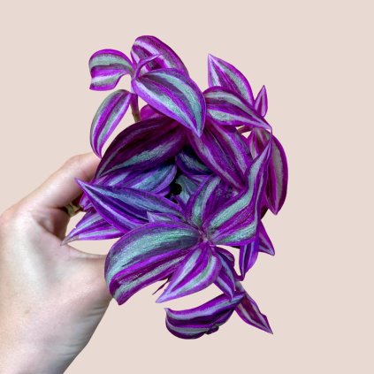 Tradescantia fluminensis Pink Paradise