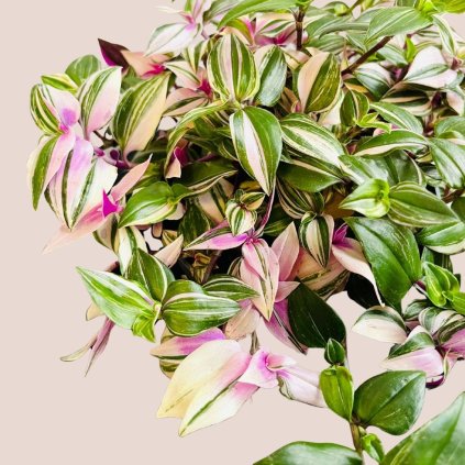 Tradescantia fluminensis Quadricolor