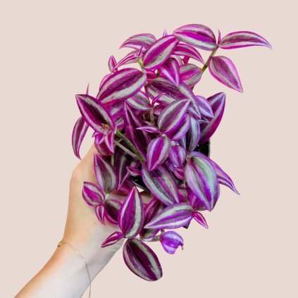 Tradescantia fluminensis Pink Paradise