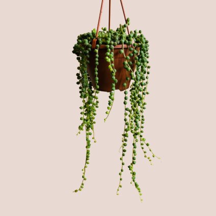 Senecio rowleyanus