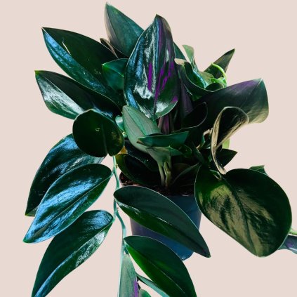 Scindapsus treubii Dark Form