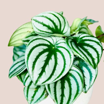 Peperomia argyreia "Watermelon"