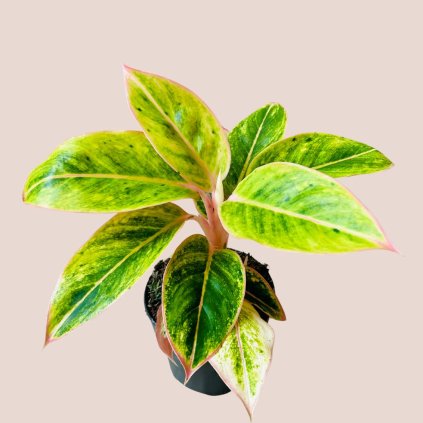 Aglaonema Salmon Fantasy