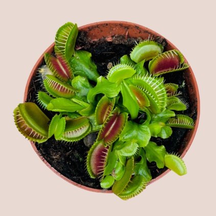 Dionaea muscipula