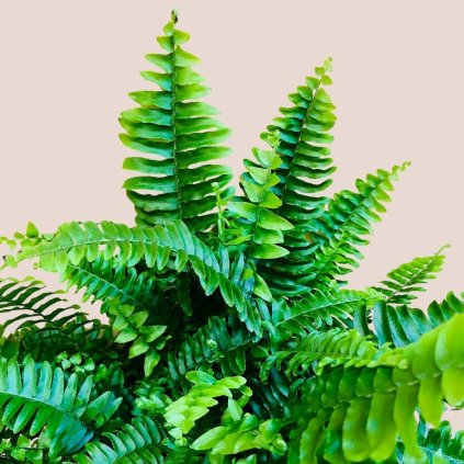 Nephrolepis exaltata