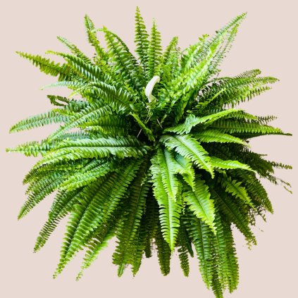 Nephrolepis exaltata Sonata XL