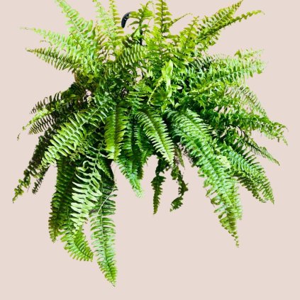 Nephrolepis exaltata Tiger Fern XXL